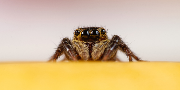 jumping spider image