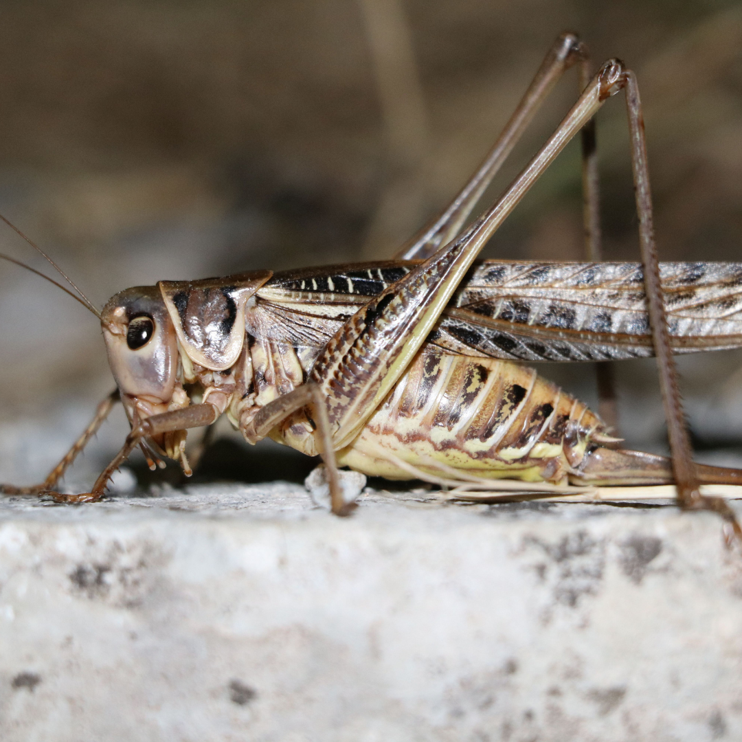 house cricket on concrete ground