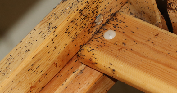 bed bug infestation on bed frame