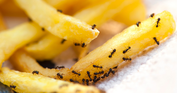 little black ants crawling on french fries