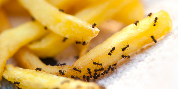 little black ants crawling on french fries