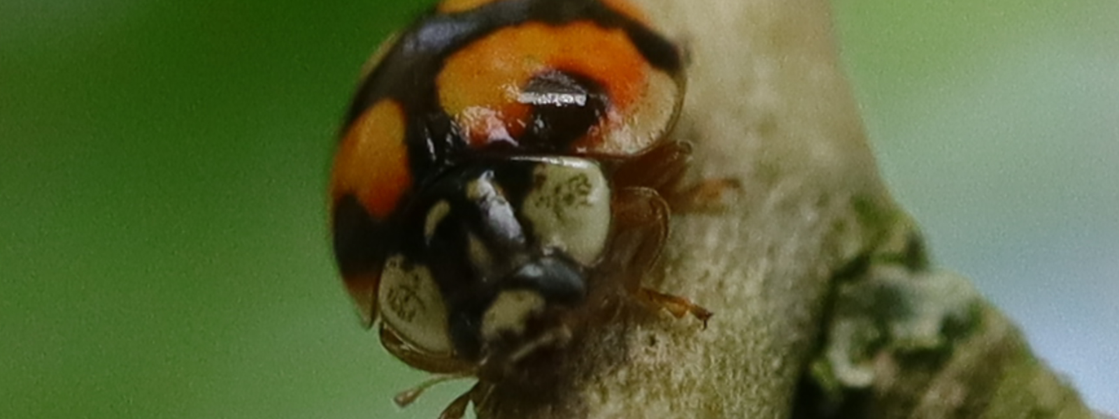 Asian Beetles & Lady Bugs