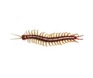 centipede