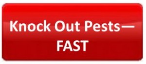 Knockout_Pests_Fast_Get_Rid_Bedbugs_Termites