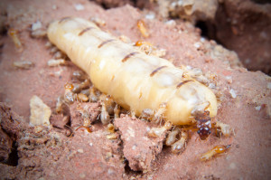 termite-queen