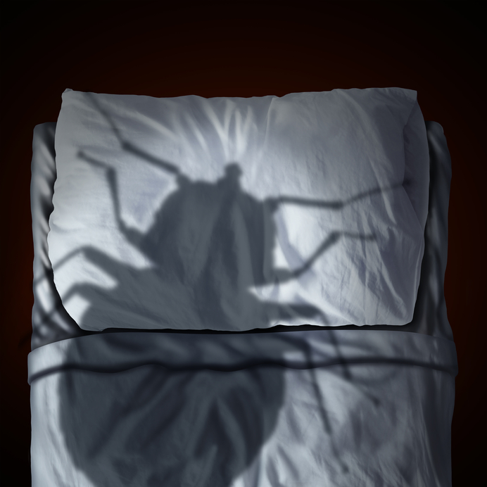 bed bugs | exterminators | Knockout Pest Control