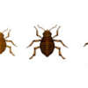 Bed Bug Basics: All About Bed Bugs and How to Get Rid of Them