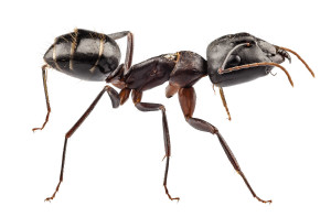 carpenter-ant-big