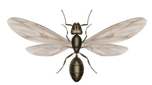 carpenter-ant-wings