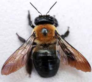 carpenter-bee-close-up