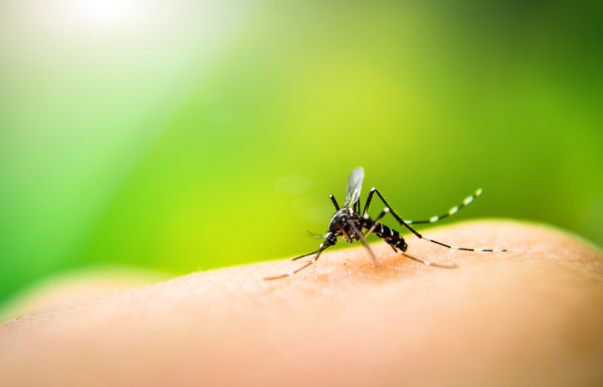 Mosquito-pest-control