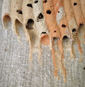 mud-dauber-wasp-tubes-nest