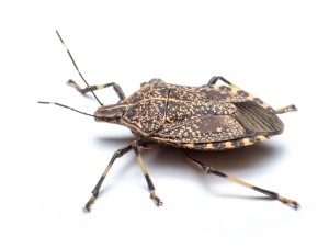 stink-bug-side-view-close-up