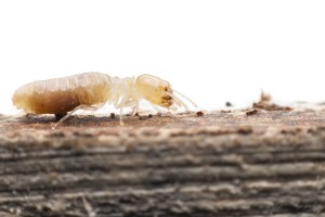 termite-close-up