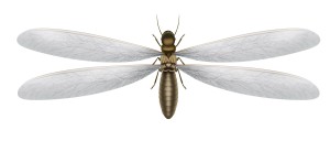 termite-swarmer-wings