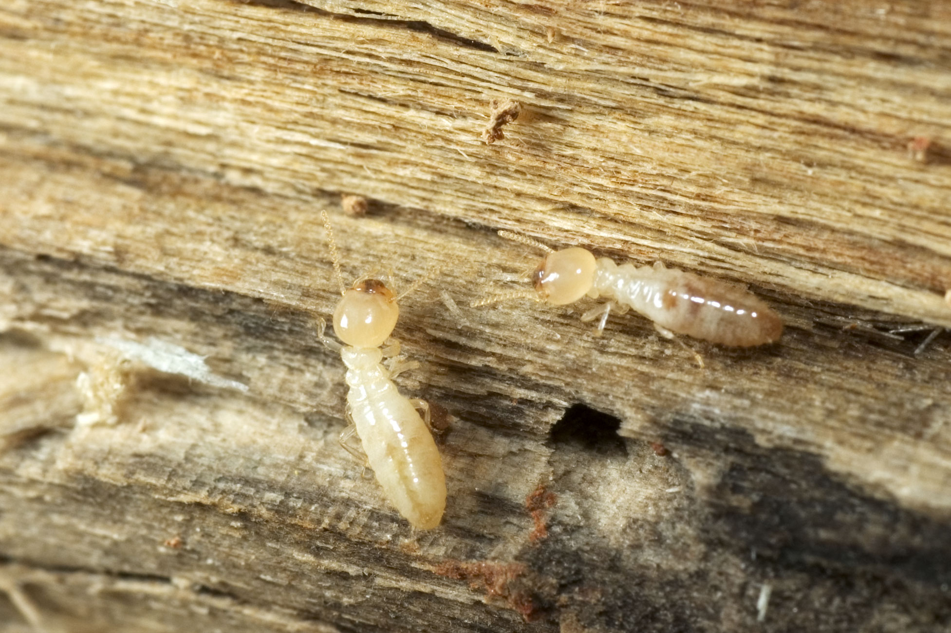 termites inside of home