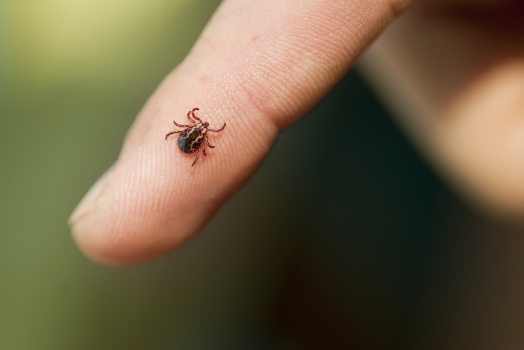 ticks | pest control | nyc | long island