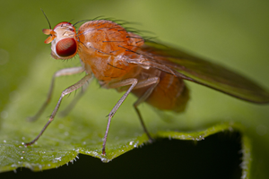 Knockout Pest Images - fruit fly